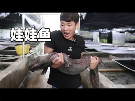 娃娃魚怎麼養|金娃娃魚的飼養要點